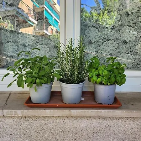 Marina * ראפאלו